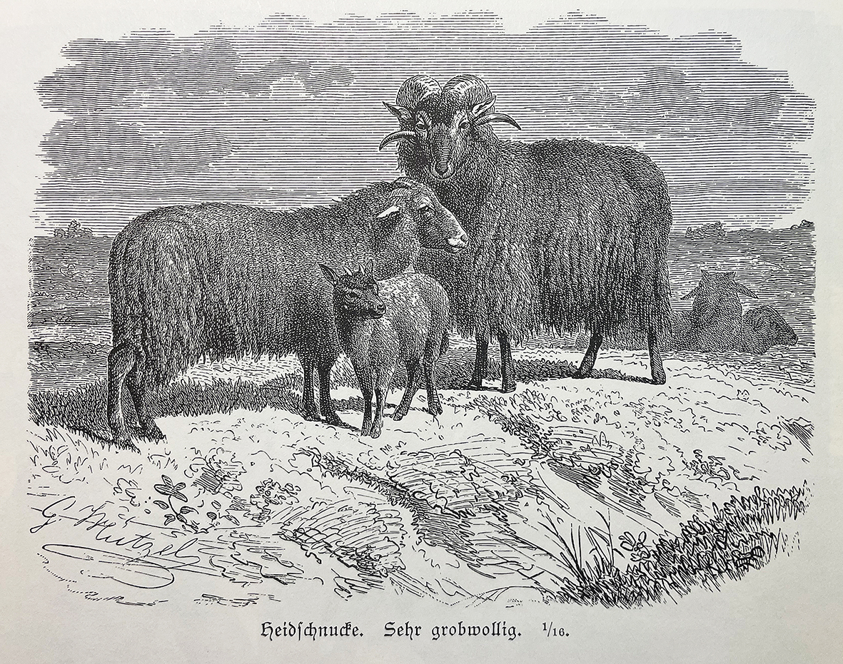 Sheep reference