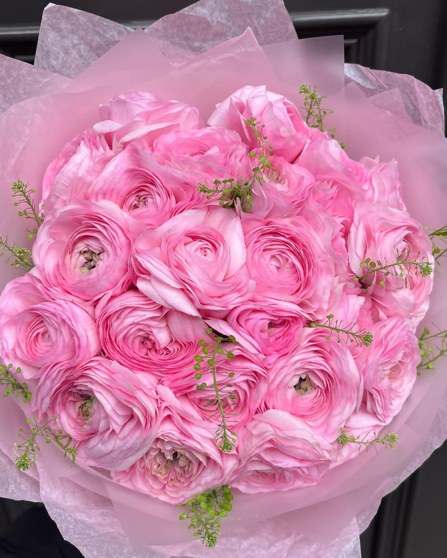 Pink Ranunculus